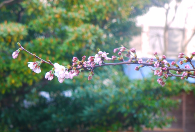 20140328bl8.jpg