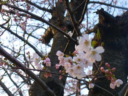 20140329bl1.jpg