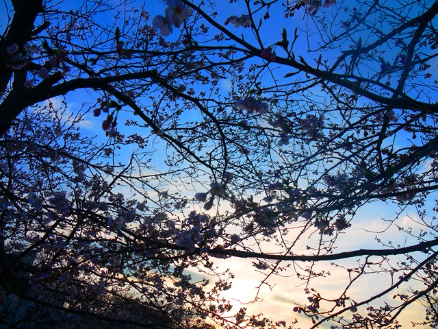 20140329bl2.jpg