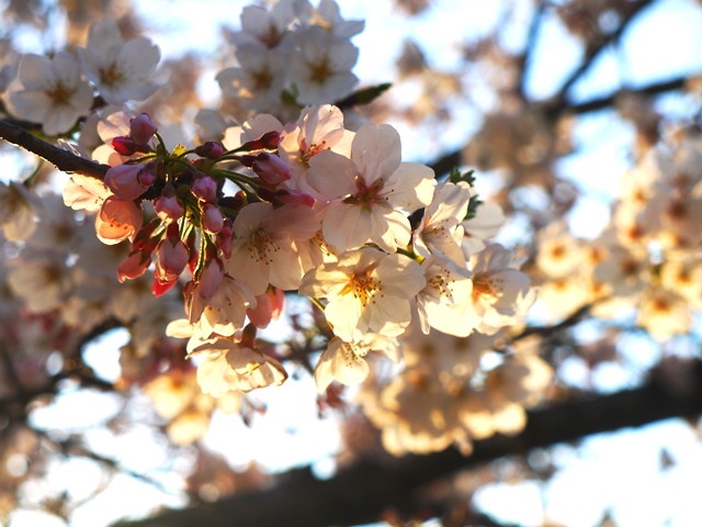 20140401bl6.jpg