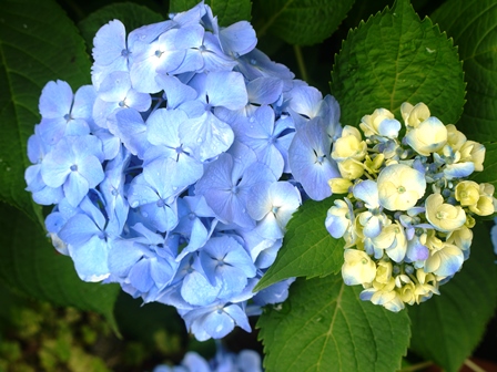 20140608bl9.jpg