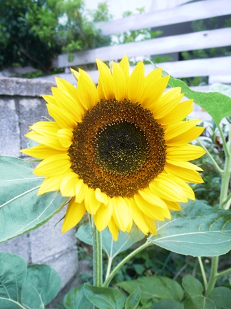 20140621bl10.jpg