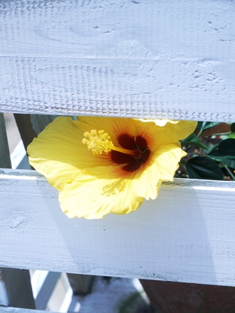 20140625bl5.jpg