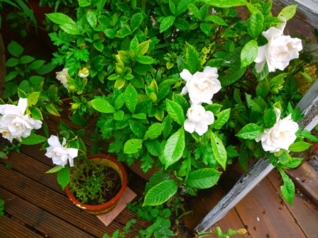 20140629bl5.jpg