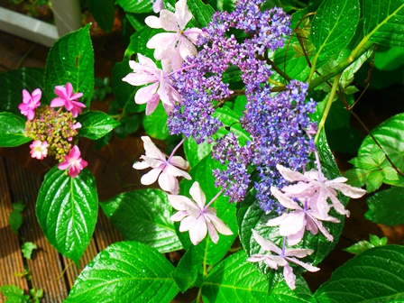 20140629bl7.jpg