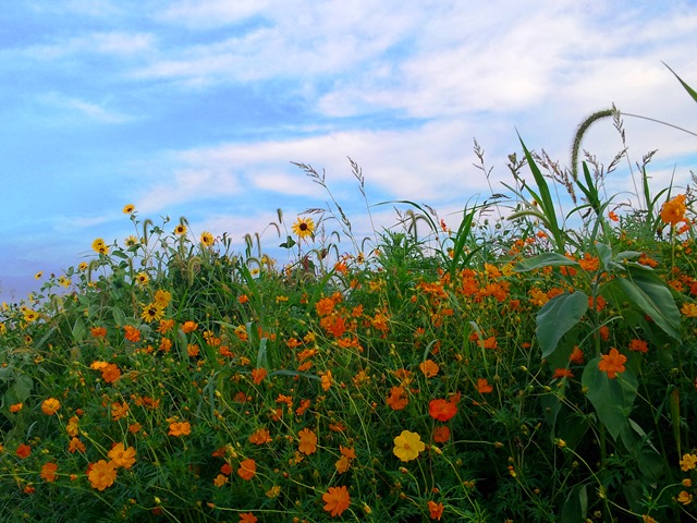 20140902bl6.jpg
