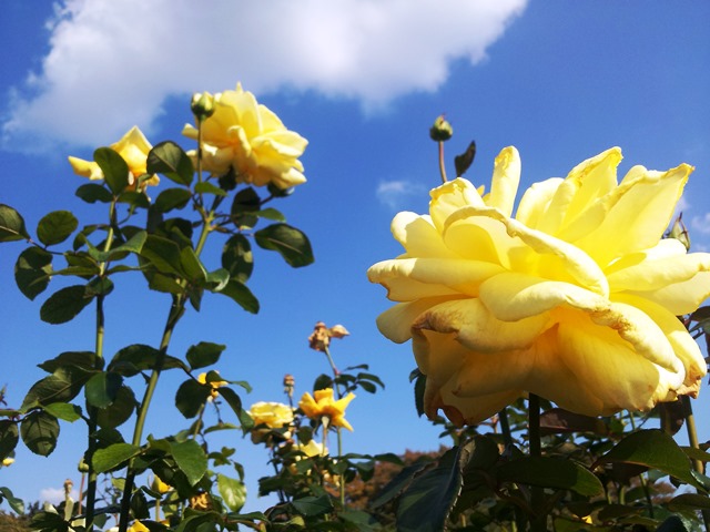 20141019bl11.jpg