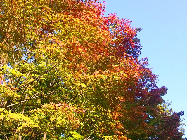 20141019bl28.jpg