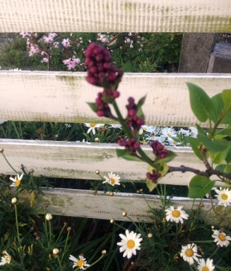 20150415bl8.jpg