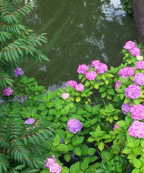 20150617bl1.jpg