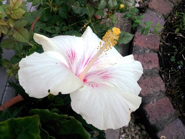 20150617bl10.jpg
