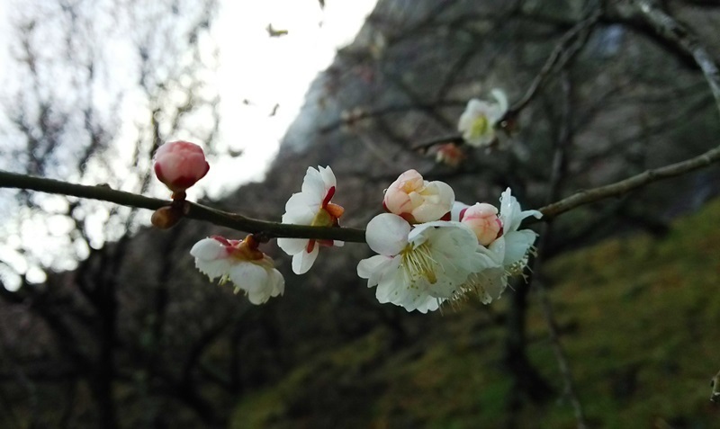 20170220bl6.jpg